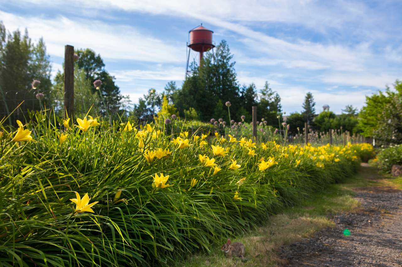 History of Edgefield Gardens