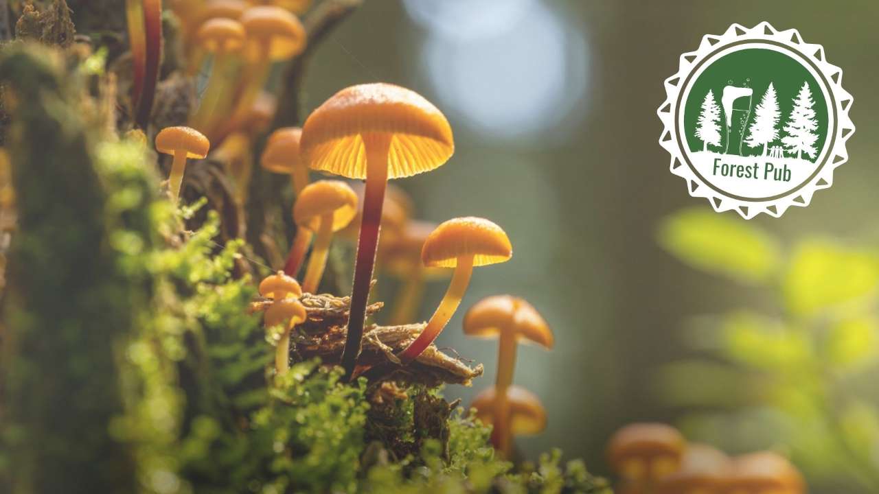 Forest Pub: Mushrooms